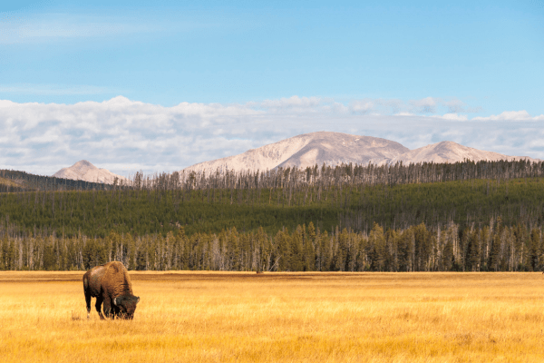 Bison at YNP-min
