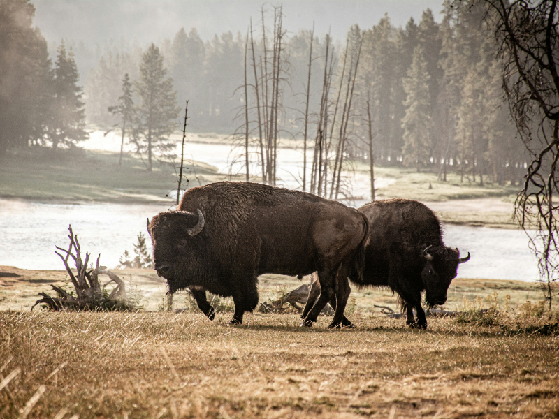 Yellowstone National Park